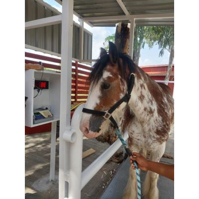 Animal Weigh Scale